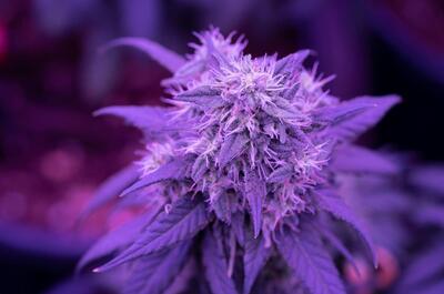 Flowering cannabis plant with a prominent top cola illuminated by purple grow lights, making the plant appear purple; the background shows a blurred indoor grow room. 