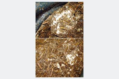 Capa densa de microorganismos y hongos beneficiosos en compost orgánico tipo bokashi