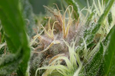 Infección de Botrytis en marihuana