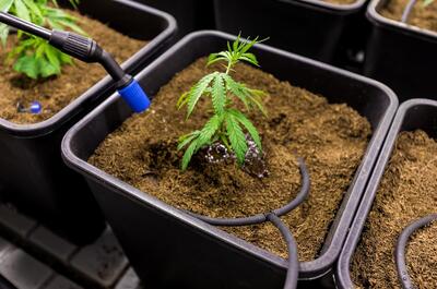 Young cannabis plant in a black pot being watered, showing early vegetative growth with drip irrigation setup.