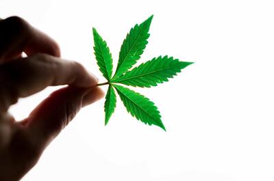 Hand holding a green cannabis leaf against a bright white background, symbolizing cannabis research and brain health.