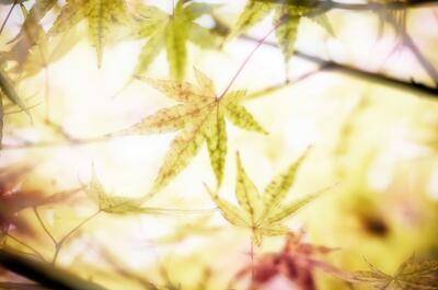 Close-up view of fan-shaped green and yellow leaves illuminated by bright, warm sunlight glowing through the branches.