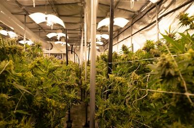 Commercial cannabis cultivation facility with rows of mature plants under modern, high-efficiency LED grow lights.
