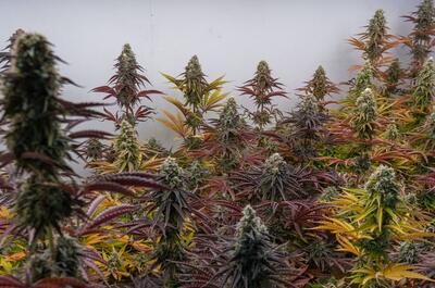 Mature cannabis plants with dense flowering colas growing in a commercial indoor cultivation facility during the late flowering stage.