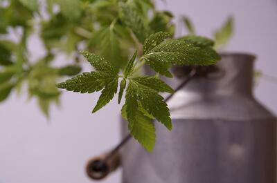 Close-up of green cannabis leaves covered in fine water droplets in front of a blurred metal container.