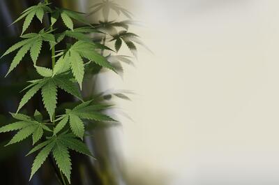 Green cannabis stalk and fan leaves on the left side with a faded light gray background on the right.