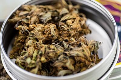 green-brownish buds of medicinal cannabis stored in an open steel container.