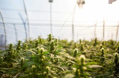 a photo of an industrial indoor grow facility showing numerous green flowering cannabis plants with prominent colas, with some of the crops looking blurred in the back of the photo.