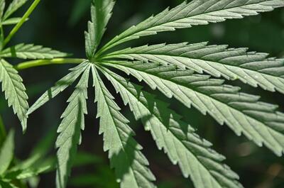 Close-up of green cannabis fan leaf foliage illustrating vegetative growth before pre-flower sex identification.  