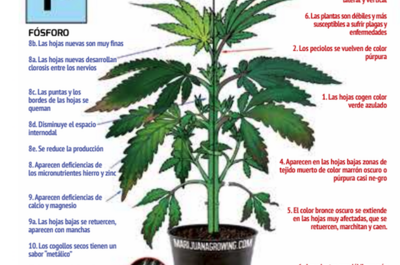 Excesos y carencias de fósforo según Jorge Cervantes.