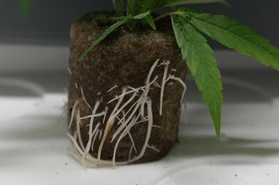 Esquejes de marihuana vigorosos mostrando raíces blancas y fuertes asomando del cubo de cultivo