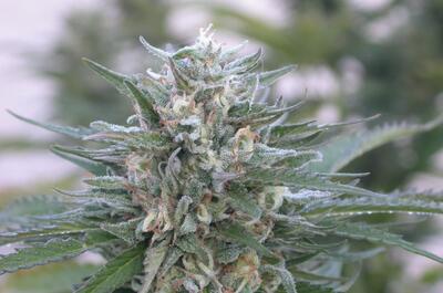 Imagen de un racimo de marihuana floral maduro