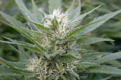 foto de cogollo de marihuana resinado sin madurar
