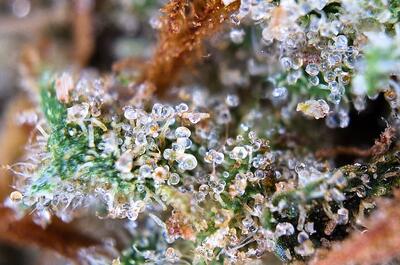 Cogollo de marihuana en floración madura recubierto de glándulas de resina y tricomas