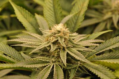 Cogollo de marihuana sinsemilla maduro y compacto cubierto de tricomas blancos