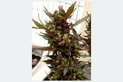 Cogollos de marihuana de la variedad Runtz Punch cultivados con acolchado orgánico