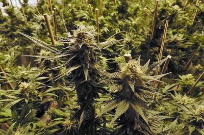 Close-up of mature cannabis plants in the flowering stage, with dense buds supported by stakes inside an indoor grow room under artificial lighting.