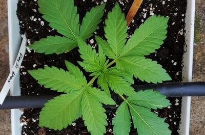 Imagen de una planta de marihuana en crecimiento