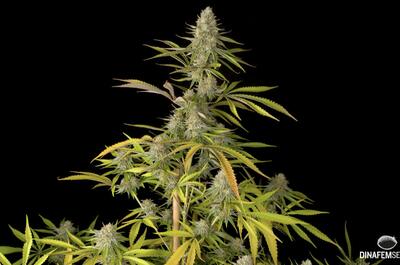 Critical 2.0 od Dinafem