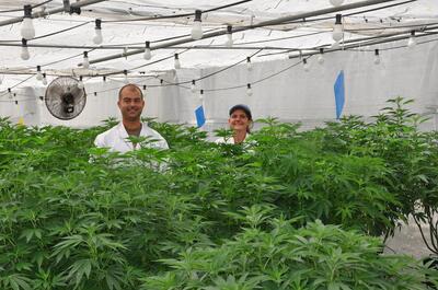 Cultivadores revisando el desarrollo de plantas de marihuana en un cultivo indoor con iluminación artificial