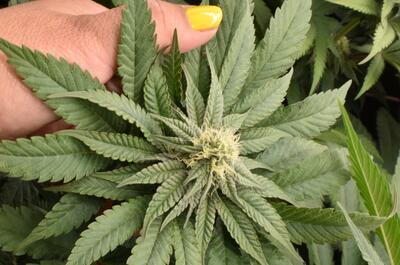 La observación constante es la clave de la prevención de plagas en el cultivo de cannabis.