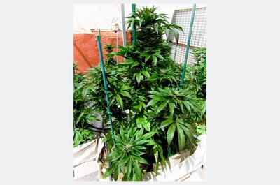 Plantas de marihuana frondosas en invernadero abonadas con microorganismos de bokashi