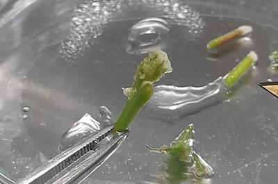 Yemas de marihuana desinfectadas para cultivo in vitro avanzado