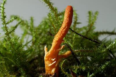 mushroom parasite, medicinal mushrooms