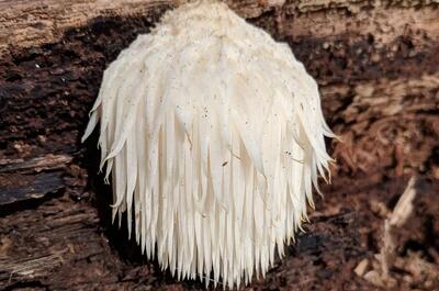 types of medicinal mushrooms
