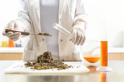A person in a white lab coat and gloves handles dried cannabis material on a cutting board, using a spatula and glass tube. In front of them is a beaker with orange liquid and a tall graduated cylinder filled with the same liquid, suggesting a lab experiment involving cannabis extraction.