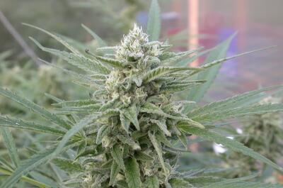 Imagen de un cogollo de marihuana listo para la cosecha