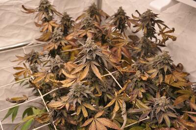 Hojas de marihuana superiores secas y quemadas por exceso de luz y calor en interior