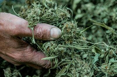 A close-up of a farmer’s rough, weathered hand gently holding a handful of dried hemp or cannabis buds, with more harvested plant material piled in the background.