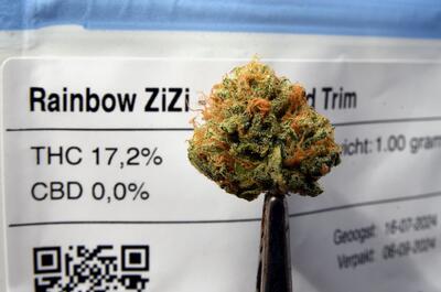 Muestra de flor de marihuana curada previo al empaquetado comercial