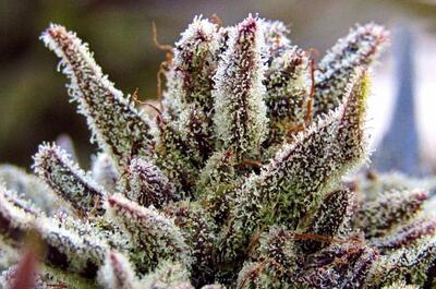 Cogollo de marihuana Shiskaberry cubierto de resina y tricomas en cultivo orgánico