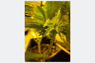 Flores masculinas abiertas en la rama inferior de una planta de marihuana en floración