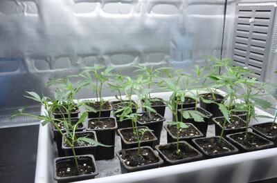 Esquejes de marihuana recién trasplantados bajo iluminación LED suave en cultivo interior