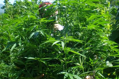 Foto de una frondosa planta de marihuana de exterior