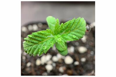 semilla de marihuana brotando al inicio del cultivo