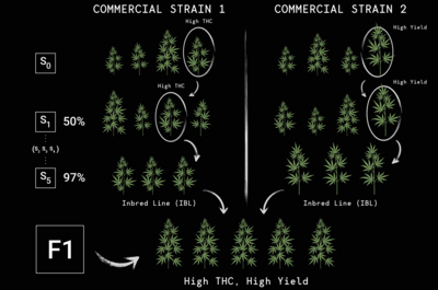 Lancement officiel des premières graines hybrides F1 de Royal Queen Se