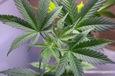 Close-up of a healthy young cannabis plant with vibrant green, serrated fan leaves under indoor grow lighting. The leaves show strong structure and fresh new growth at the center.