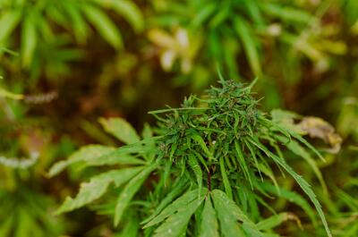 a natural scenery with an outdoor marijuana plant as the center piece, the plant is in late vegetation phase and due to start flowering. 