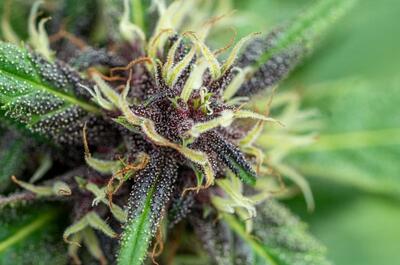 Close-up of a cannabis bud that looks like Jelly Donutz , showing deep purple and green leaves covered in sparkling trichomes, with wispy yellow pistils curling around the dense flower.