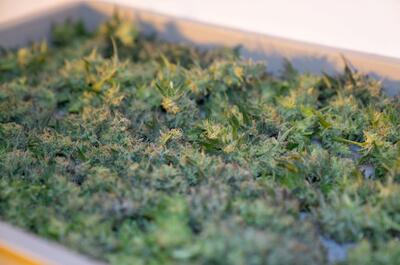 Tray of freshly harvested Jelly Donutz cannabis buds with dense trichomes and vibrant green leaves, laid out for drying.