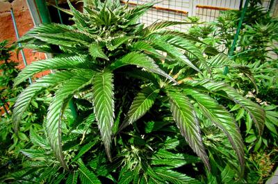 Hoja grande de marihuana verde y brillante protegida de forma natural