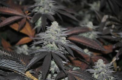 Hojas de planta de marihuana con tonalidades moradas desarrolladas por pigmentos fotoprotectores