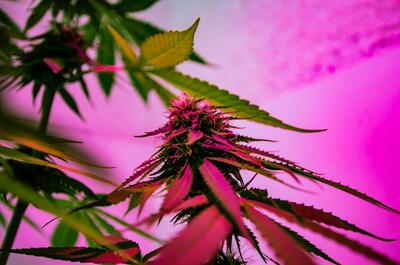 Close-up of a flowering cannabis plant illuminated under pink spectrum LED grow lights.