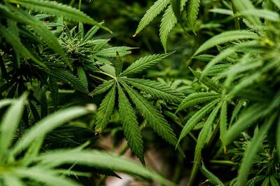 Close-up of healthy green cannabis plants with layered serrated fan leaves and developing buds growing in a dense indoor canopy under soft natural-looking light.