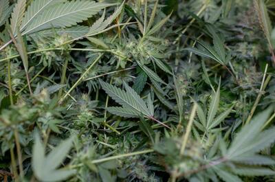 Close-up view of freshly harvested raw cannabis branches with fan leaves and green buds before trimming.
