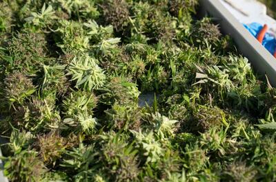 Freshly trimmed raw cannabis flowers resting on a drying screen tray during post-harvest processing.